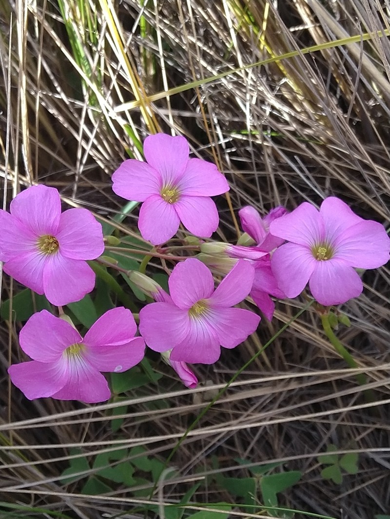 Oxalis argentina photo 6