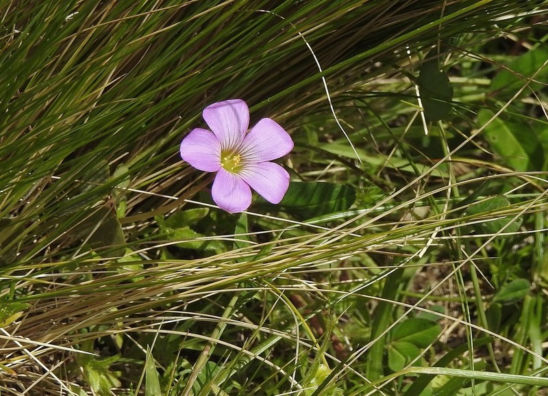 Oxalis argentina photo 7