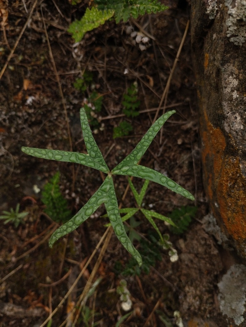 Oxalis argentina photo 8