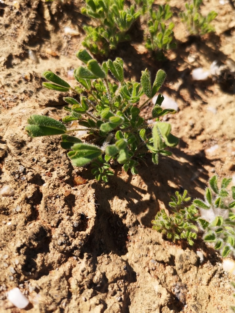 Oxalis argillacea photo 3