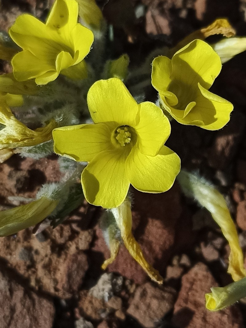Oxalis argillacea photo 4