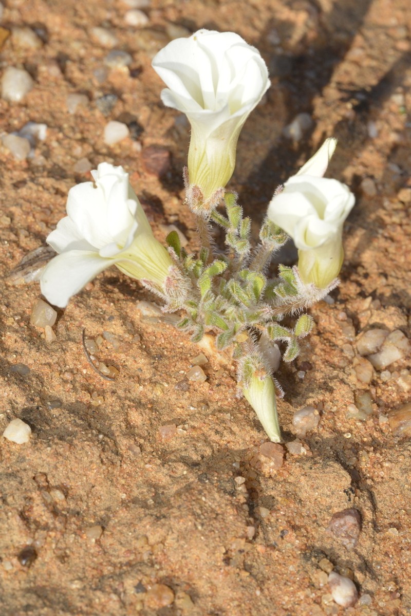 Oxalis argillacea photo 5