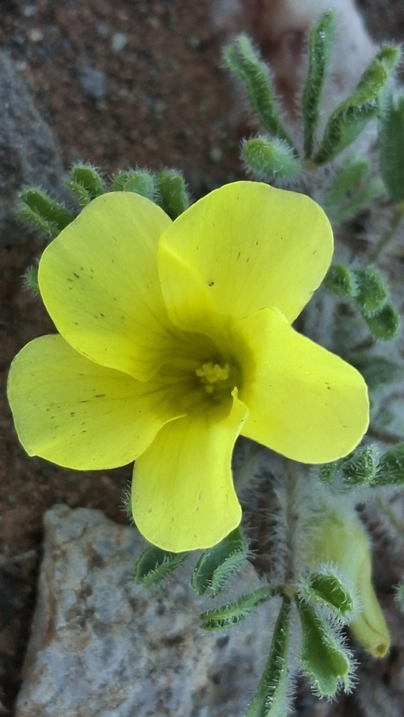 Oxalis argillacea photo 6