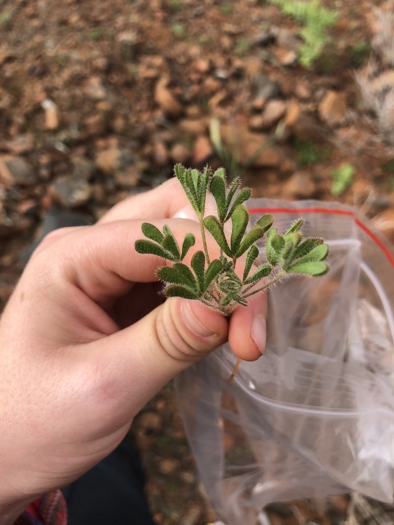 Oxalis argillacea photo 7