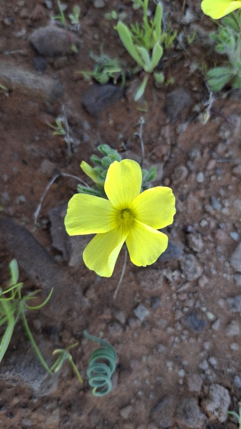 Oxalis argillacea photo 8