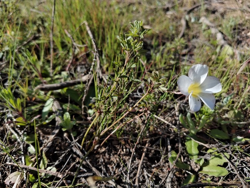 Oxalis argyrophylla