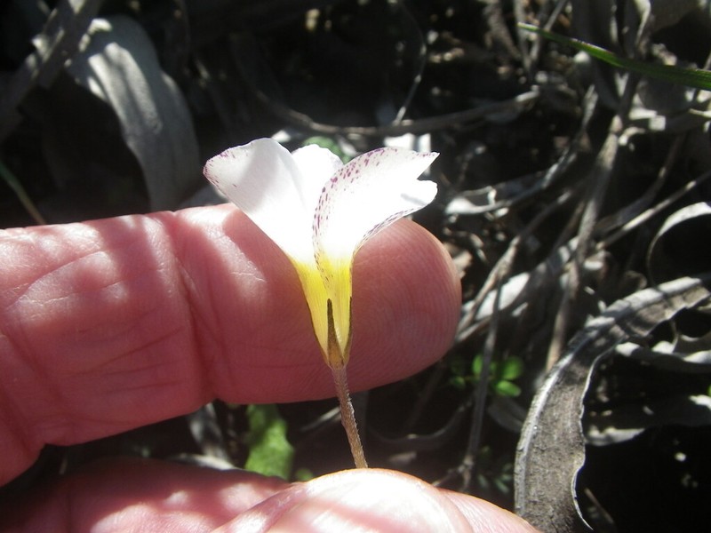 Oxalis argyrophylla photo 2