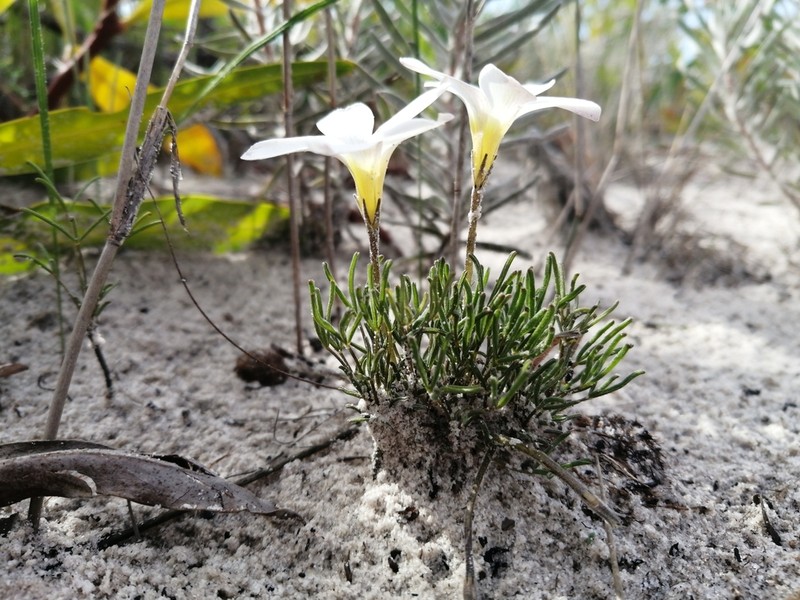 Oxalis argyrophylla photo 3