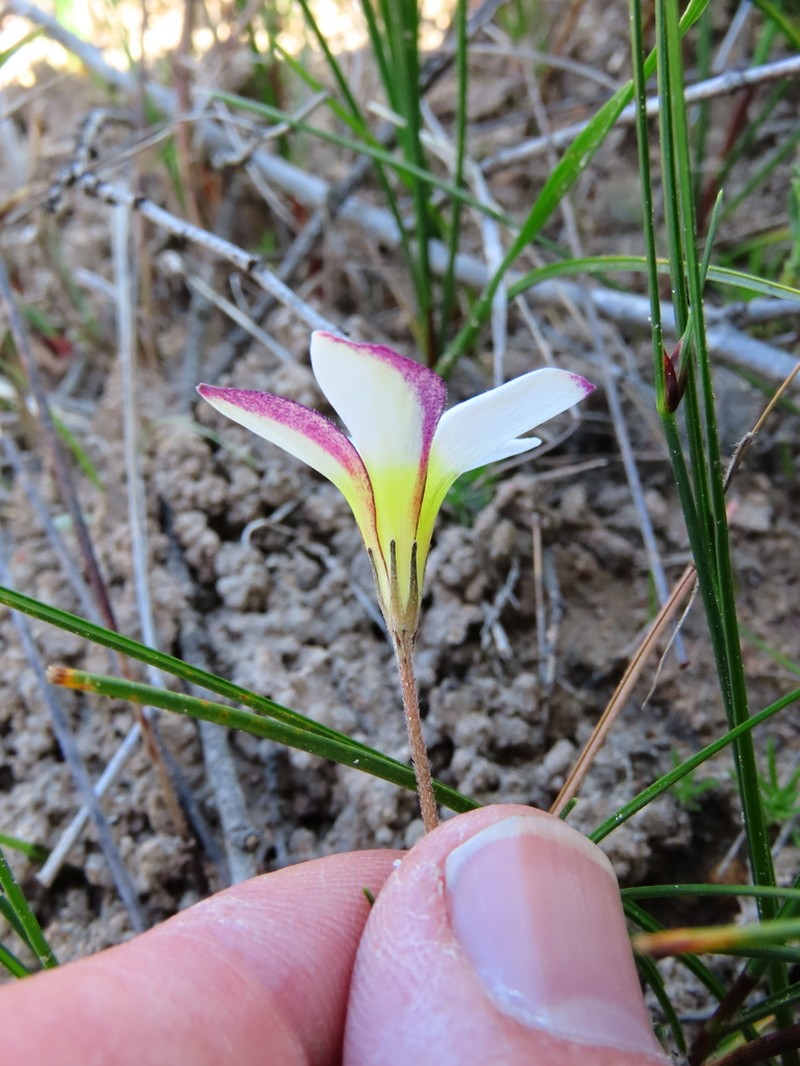 Oxalis argyrophylla photo 4
