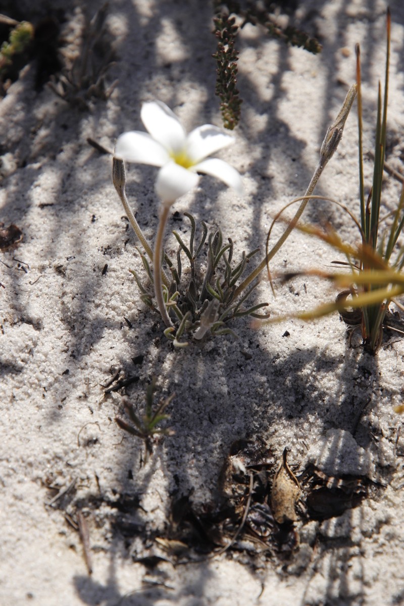 Oxalis argyrophylla photo 5