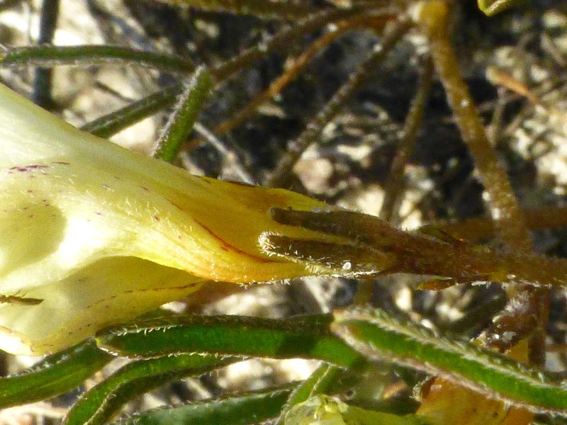 Oxalis argyrophylla photo 6