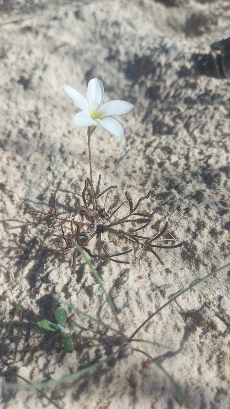Oxalis argyrophylla photo 8
