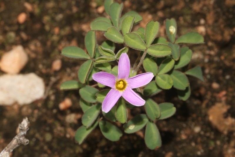 Oxalis aridicola photo 2