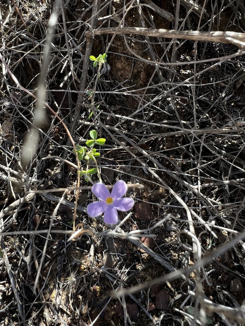 Oxalis aridicola photo 3
