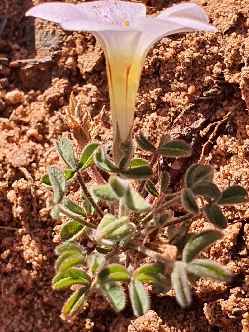 Oxalis aridicola photo 4