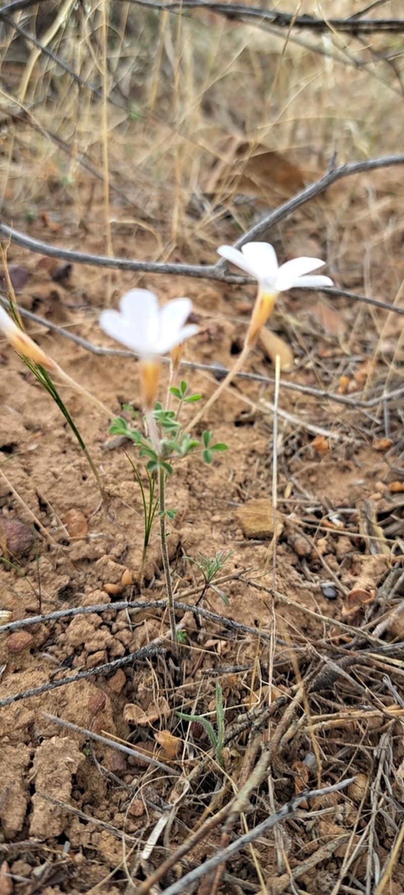 Oxalis aridicola photo 5