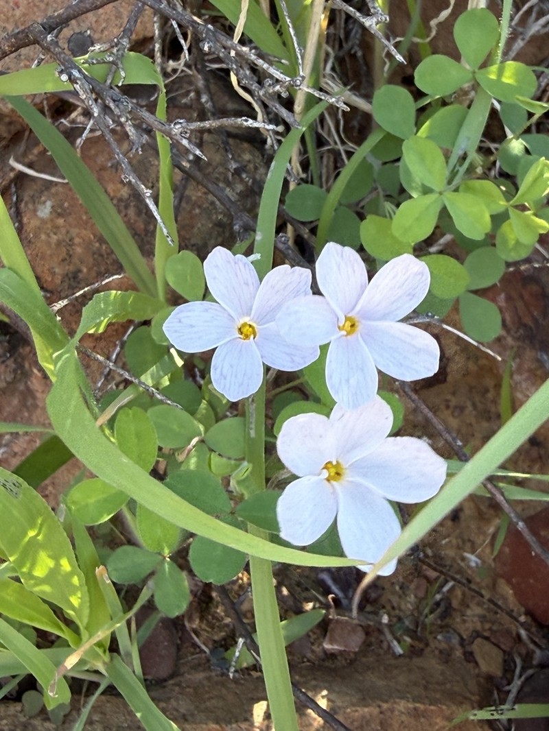 Oxalis aridicola photo 6