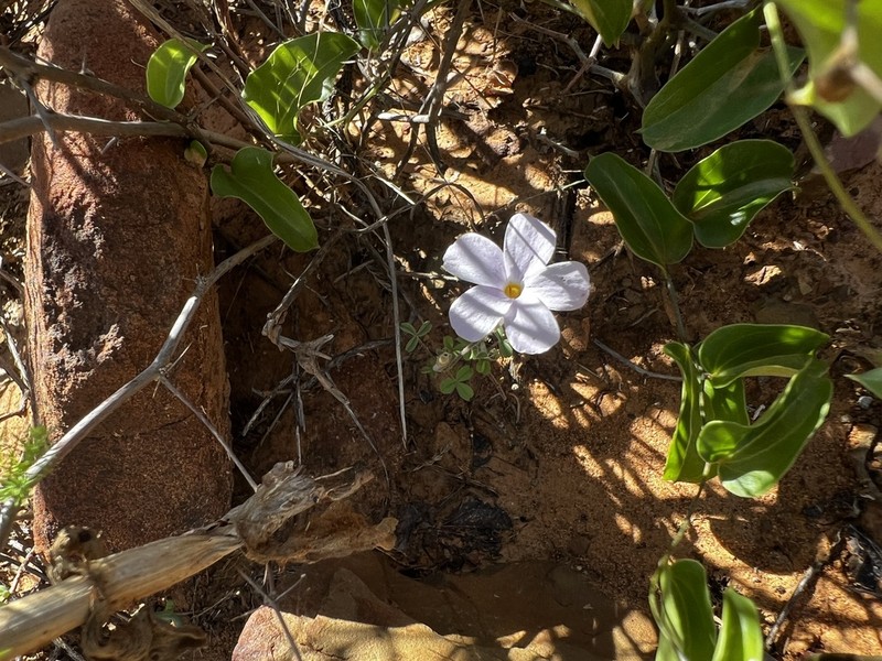 Oxalis aridicola photo 7