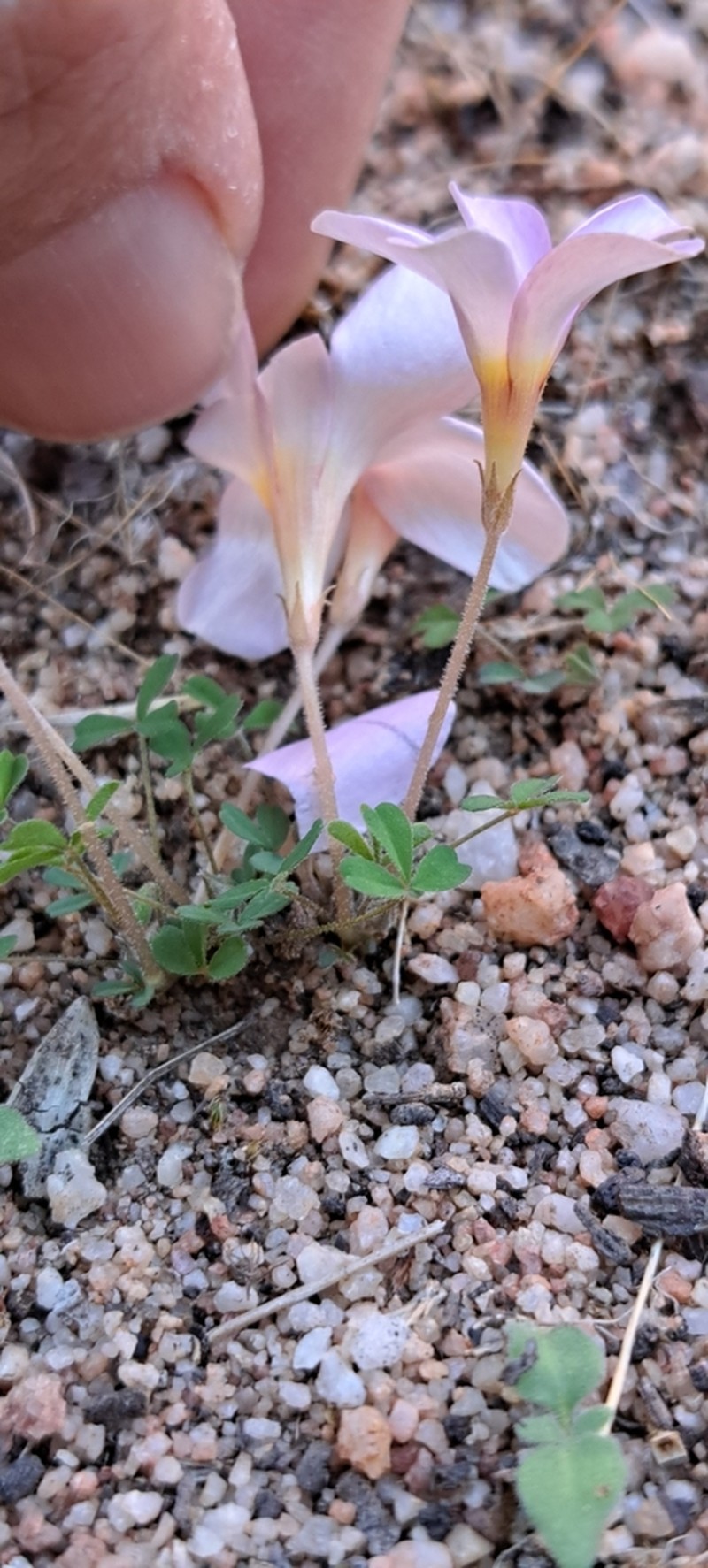 Oxalis aridicola photo 8