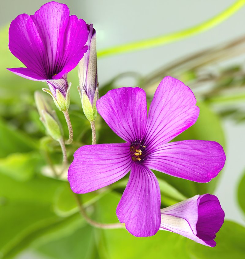Oalis articulata photo 2
