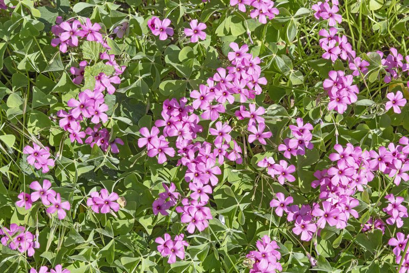 Oalis articulata photo 3