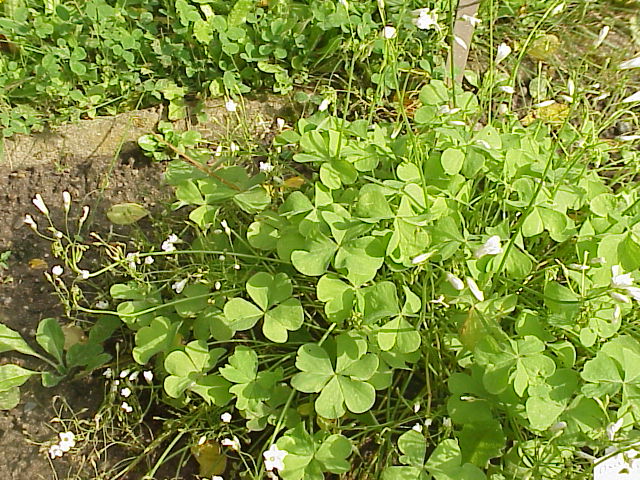 Oalis articulata photo 4