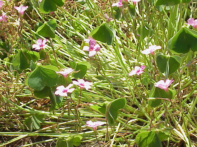 Oalis articulata photo 7
