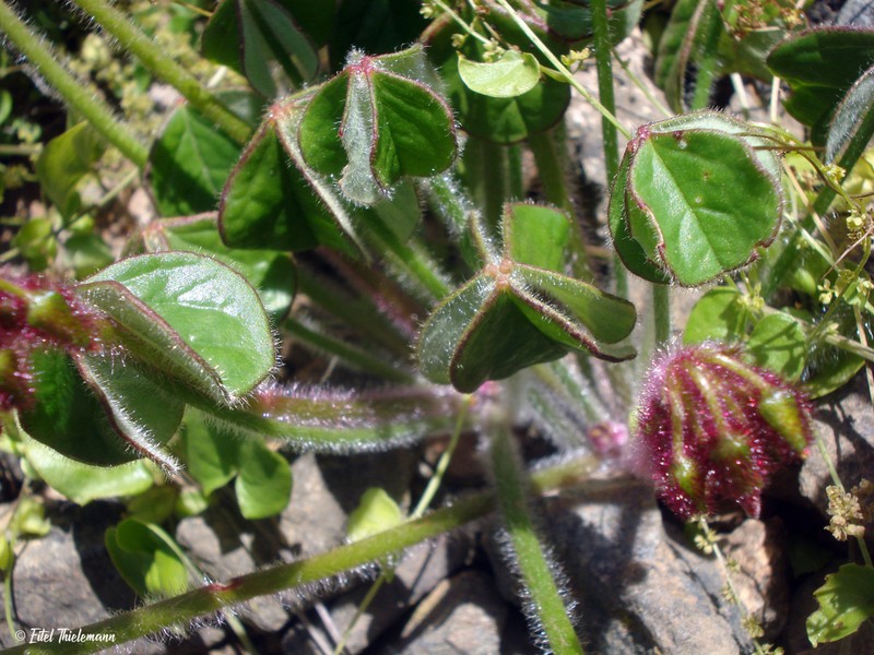Oxalis atacamensis