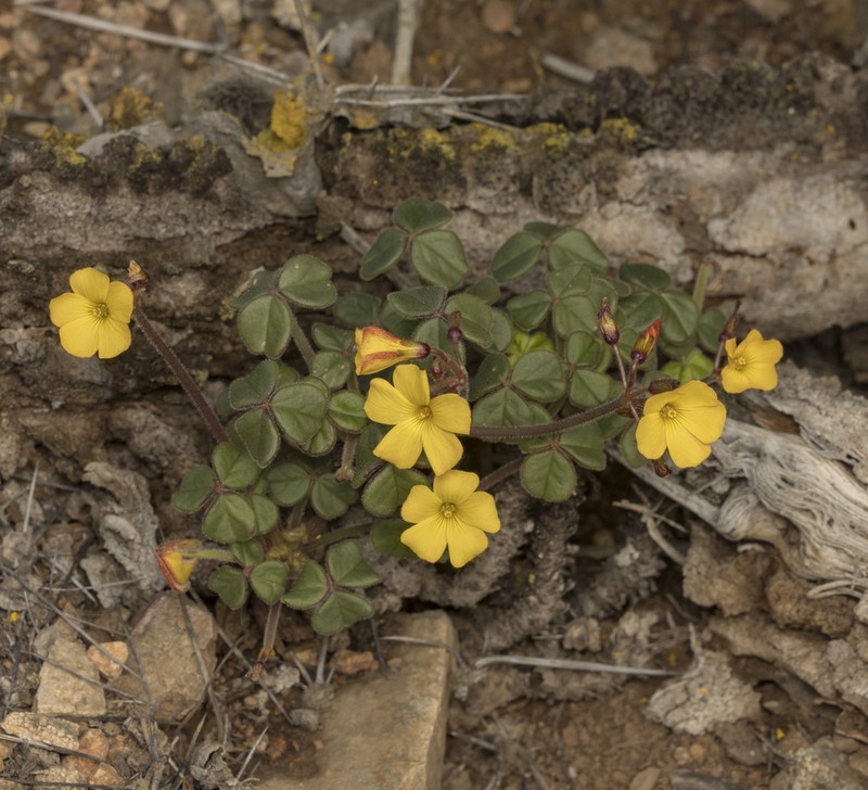 Oxalis atacamensis photo 2