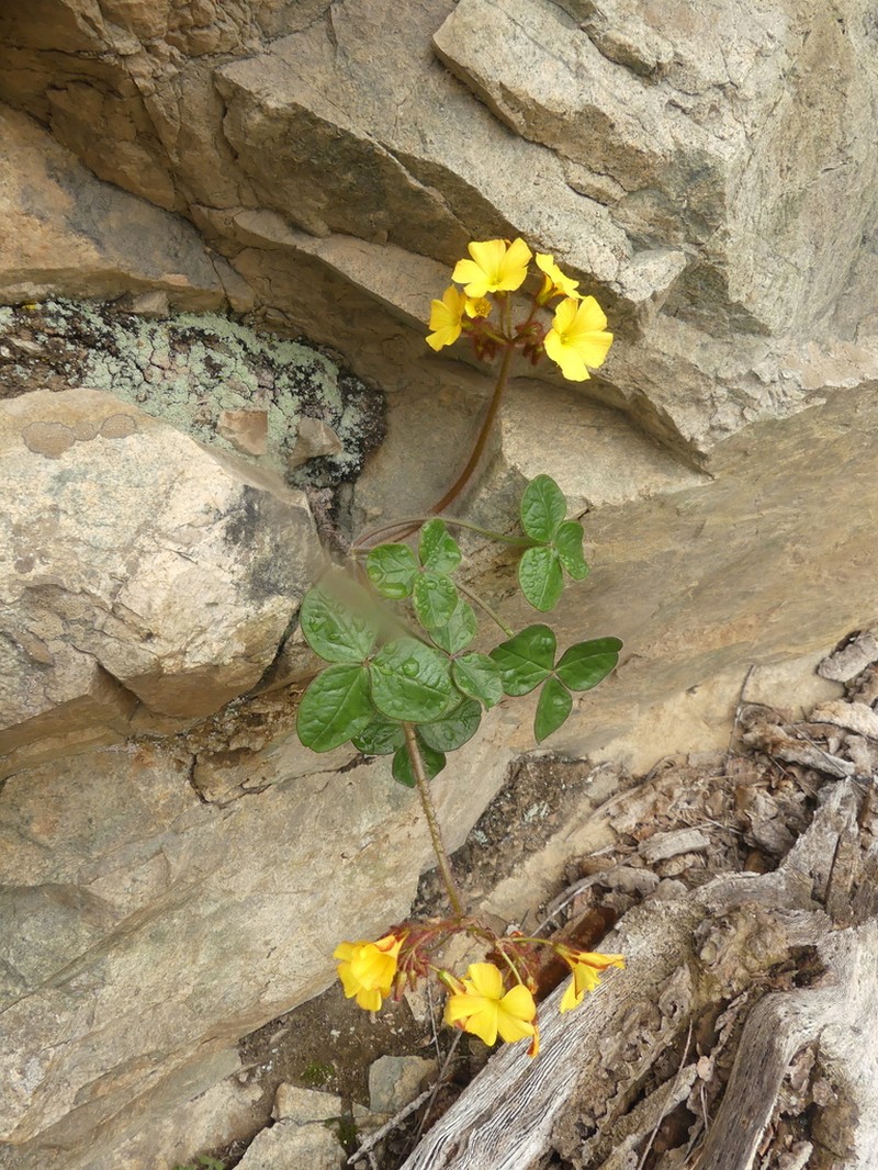 Oxalis atacamensis photo 3