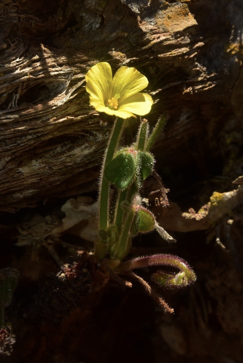 Oxalis atacamensis photo 4