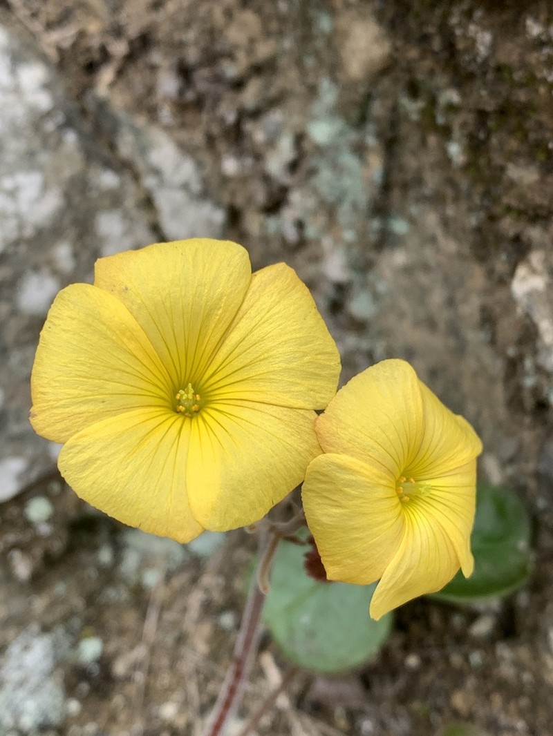 Oxalis atacamensis photo 5