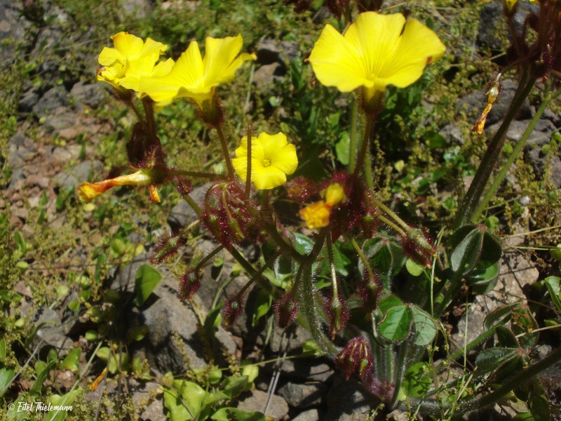 Oxalis atacamensis photo 6