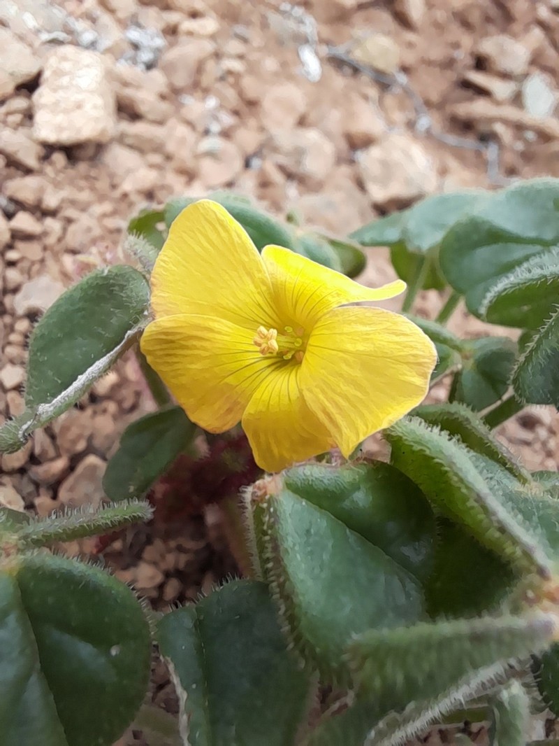 Oxalis atacamensis photo 7