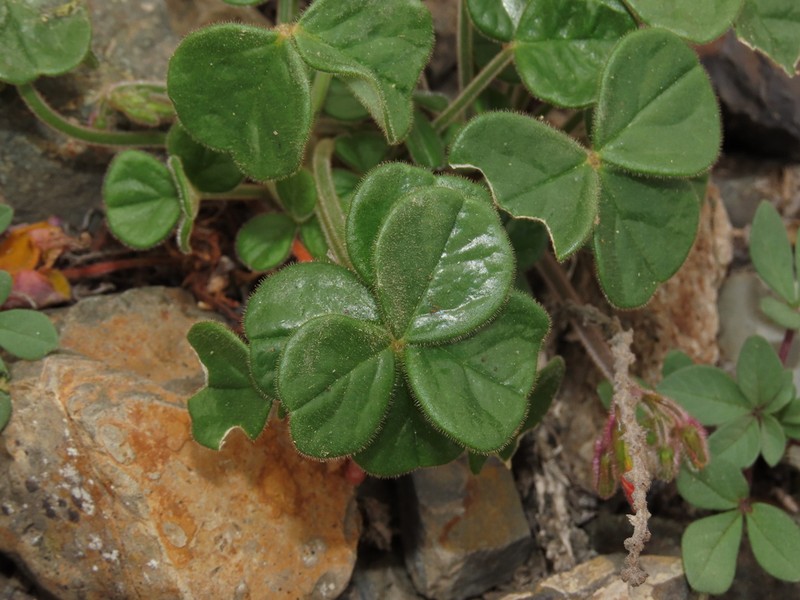 Oxalis atacamensis photo 8
