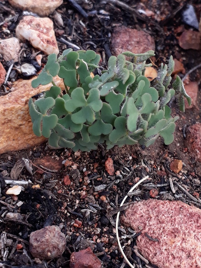 Oxalis attaquana