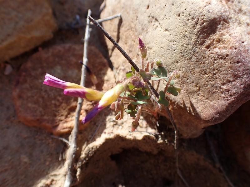 Oxalis attaquana photo 2