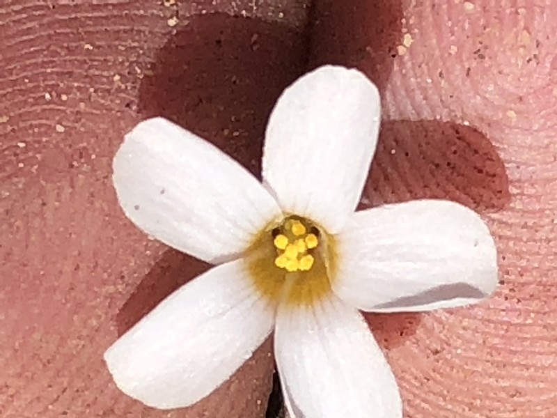 Oxalis attaquana photo 3