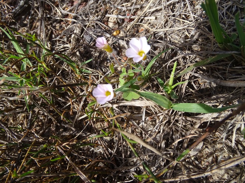 Oxalis attaquana photo 4