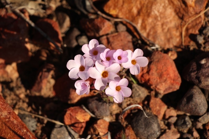 Oxalis attaquana photo 5