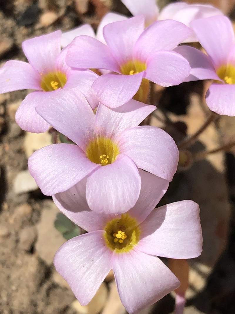 Oxalis attaquana photo 6