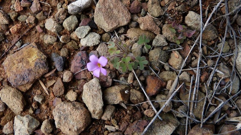 Oxalis attaquana photo 7