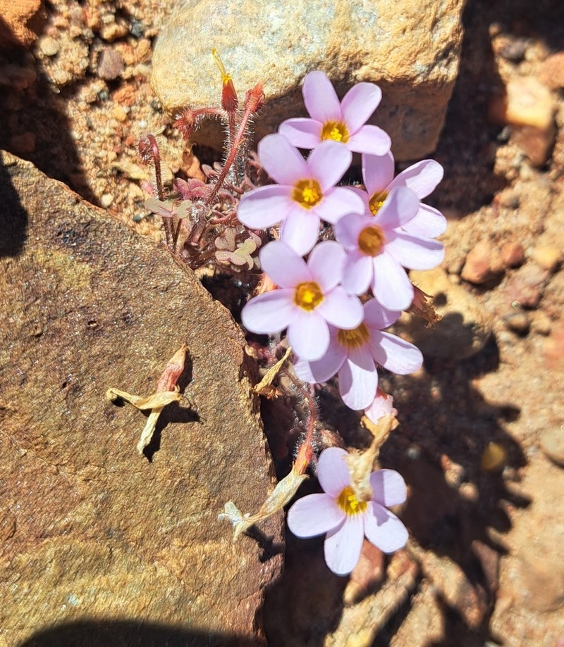 Oxalis attaquana photo 8
