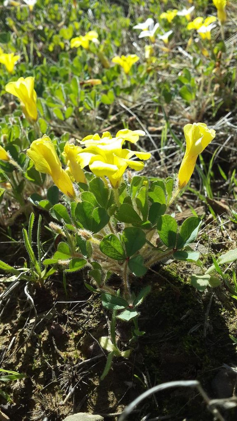 Oxalis aurea photo 2