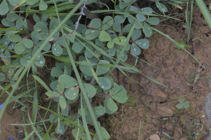 Oxalis aurea photo 4