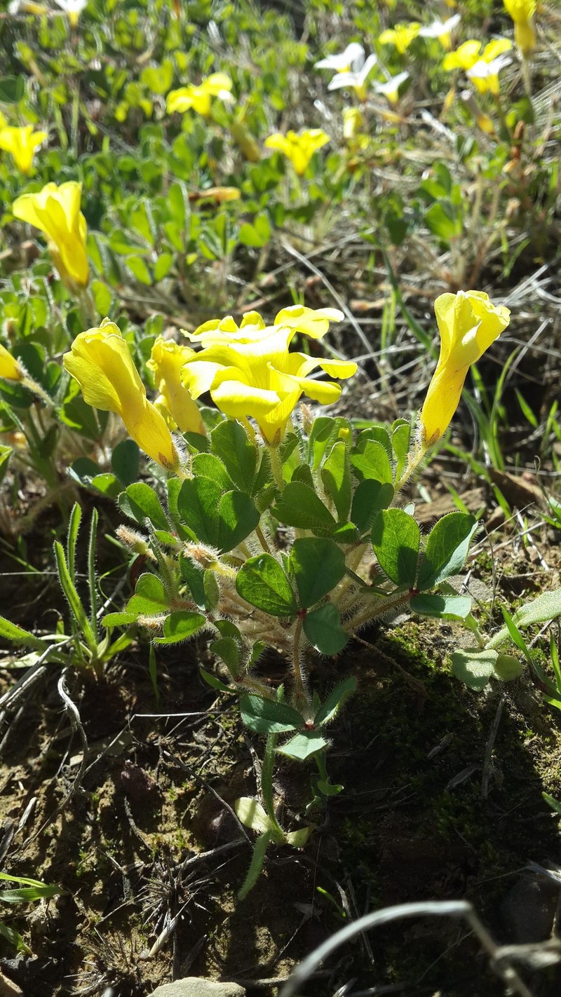 Oxalis aurea photo 6