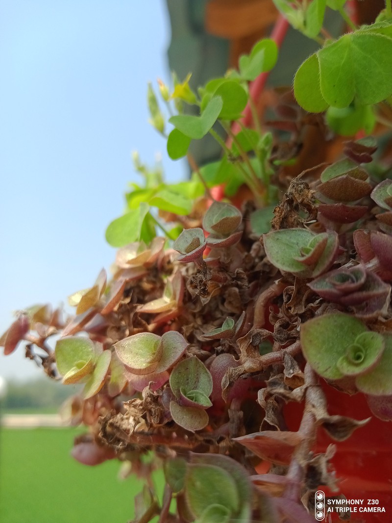 Oxalis aurea