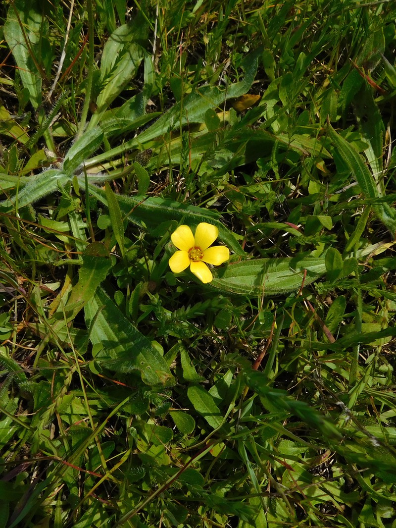 Oxalis aureoflava