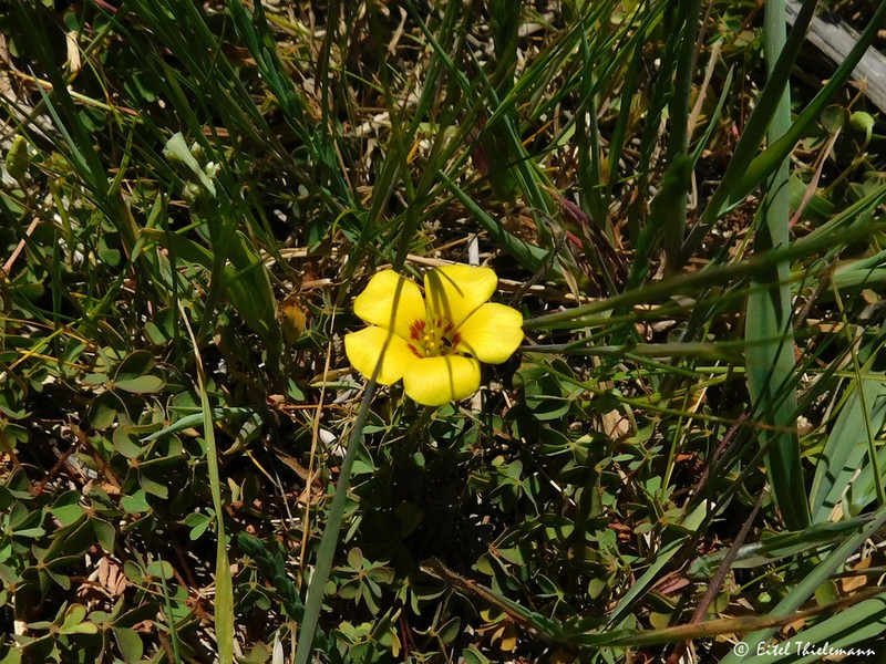 Oxalis aureoflava photo 2