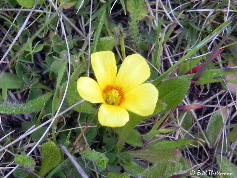 Oxalis aureoflava photo 3